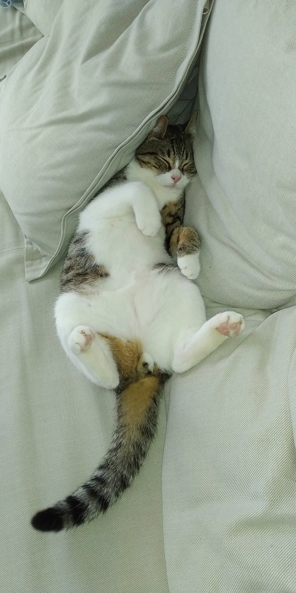 Kali a rejoint le concours — aidez-le/la à gagner de superbes lots ! carnivore, cat, cat_supply, claw, comfort, domestic_short_haired_cat, fawn, felidae, fur, linens, nap, paw, small_to_medium_sized_cats, tail, textile, whiskers, white