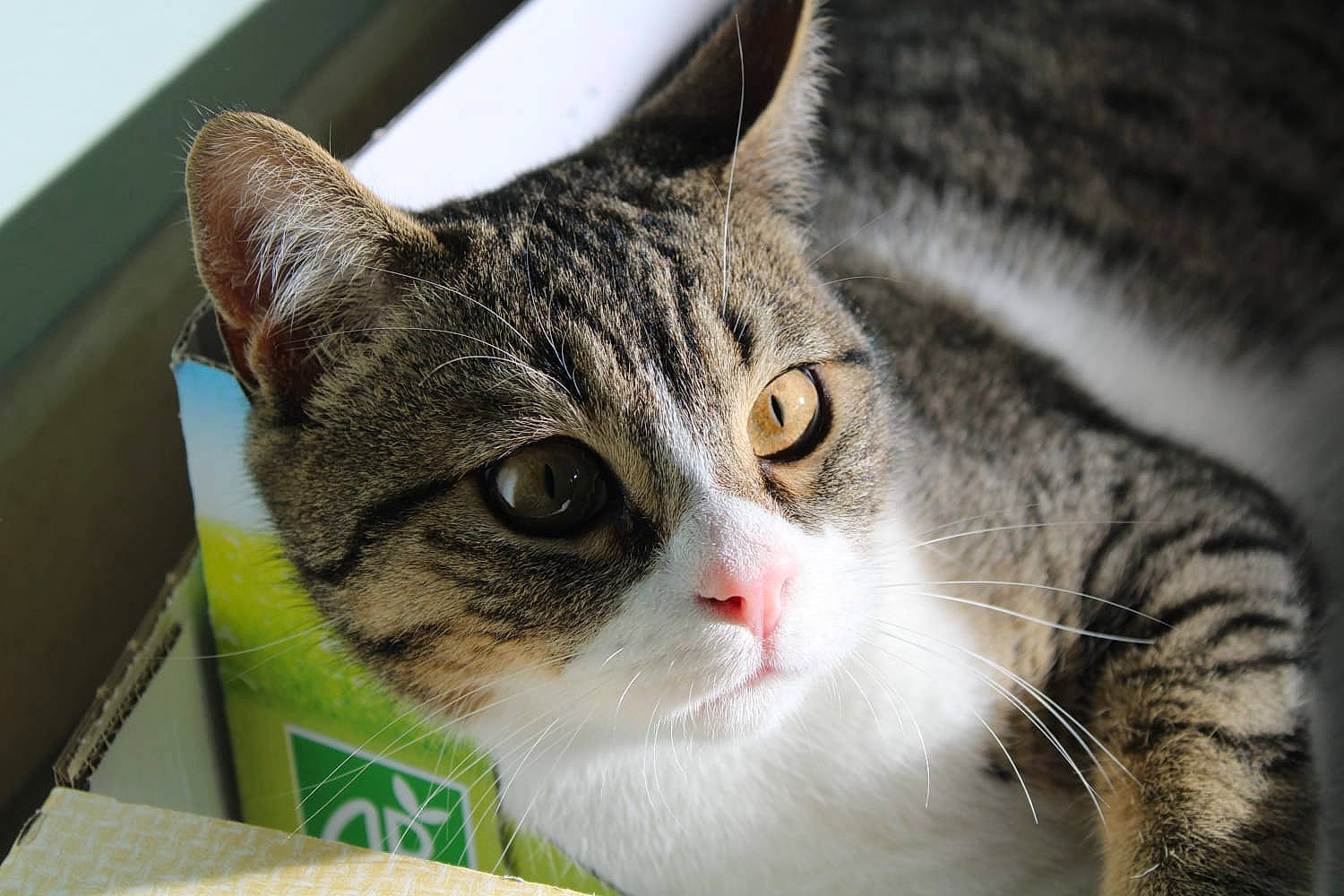 Kali a rejoint le concours — aidez-le/la à gagner de superbes lots ! box, carnivore, cat, collar, domestic_short_haired_cat, eye, felidae, fur, grass, pet_supply, small_to_medium_sized_cats, snout, terrestrial_animal, tree, whiskers, window