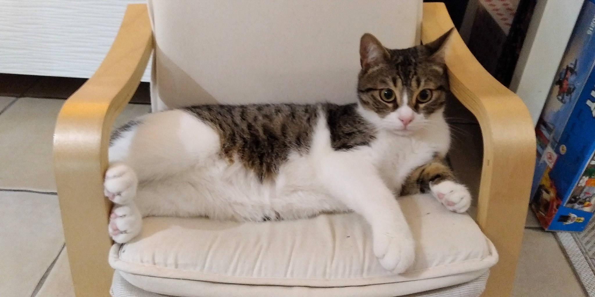 Kali participe au concours pour gagner de l'argent avec cette photo : box, carnivore, cat, cat_furniture, cat_supply, comfort, domestic_short_haired_cat, felidae, fur, paw, pet_supply, sitting, small_to_medium_sized_cats, tail, whiskers