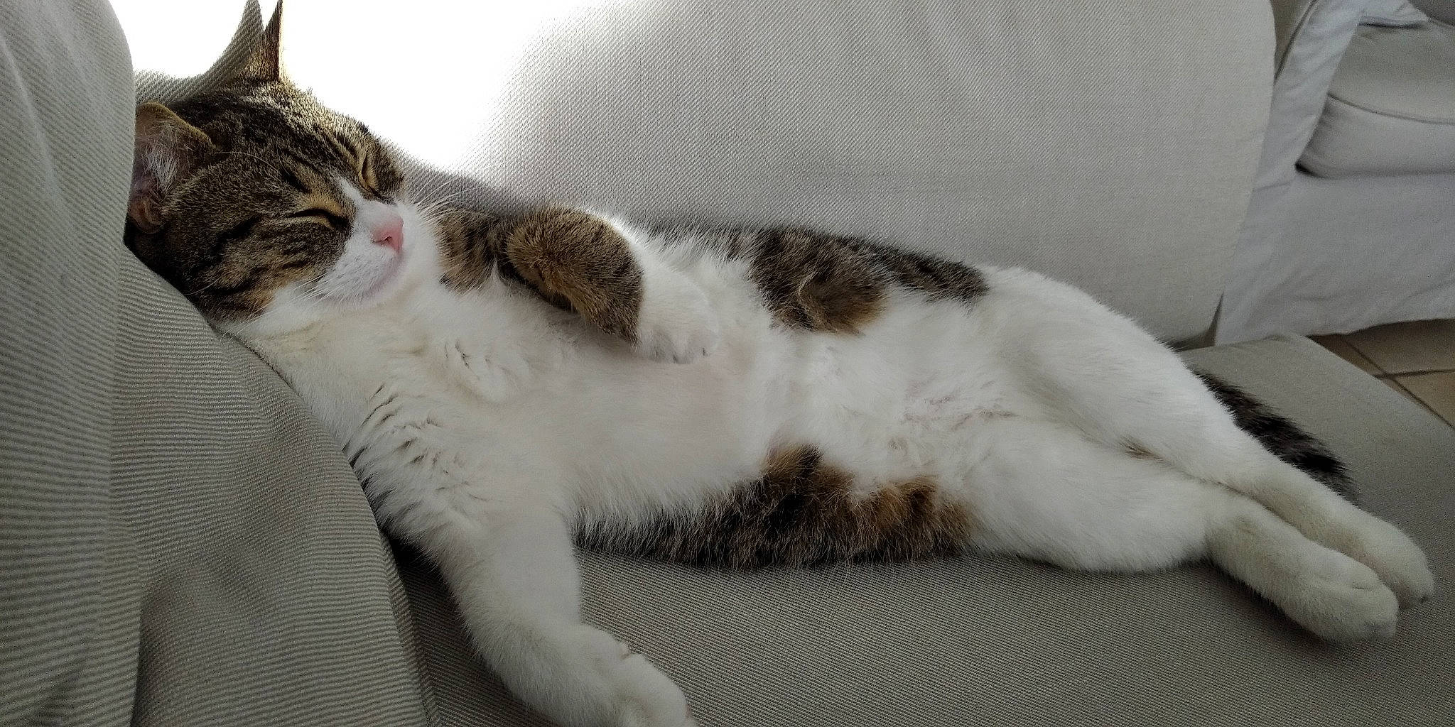 Kali a rejoint le concours — aidez-le/la à gagner de superbes lots ! carnivore, cat, claw, comfort, couch, domestic_short_haired_cat, felidae, fur, nap, paw, sleep, small_to_medium_sized_cats, snout, tail, terrestrial_animal, whiskers