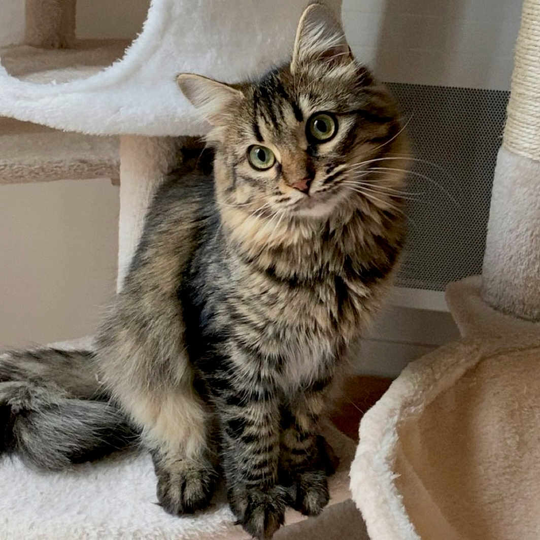 Venus participe au concours pour gagner de l'argent avec cette photo : abyssinian, angora, animal, armchair, blanket, brasssection, cat, chair, couch, cushion, egyptiancat, furniture, homedecor, horn, kitten, linen, manx, person, pet, sleeping