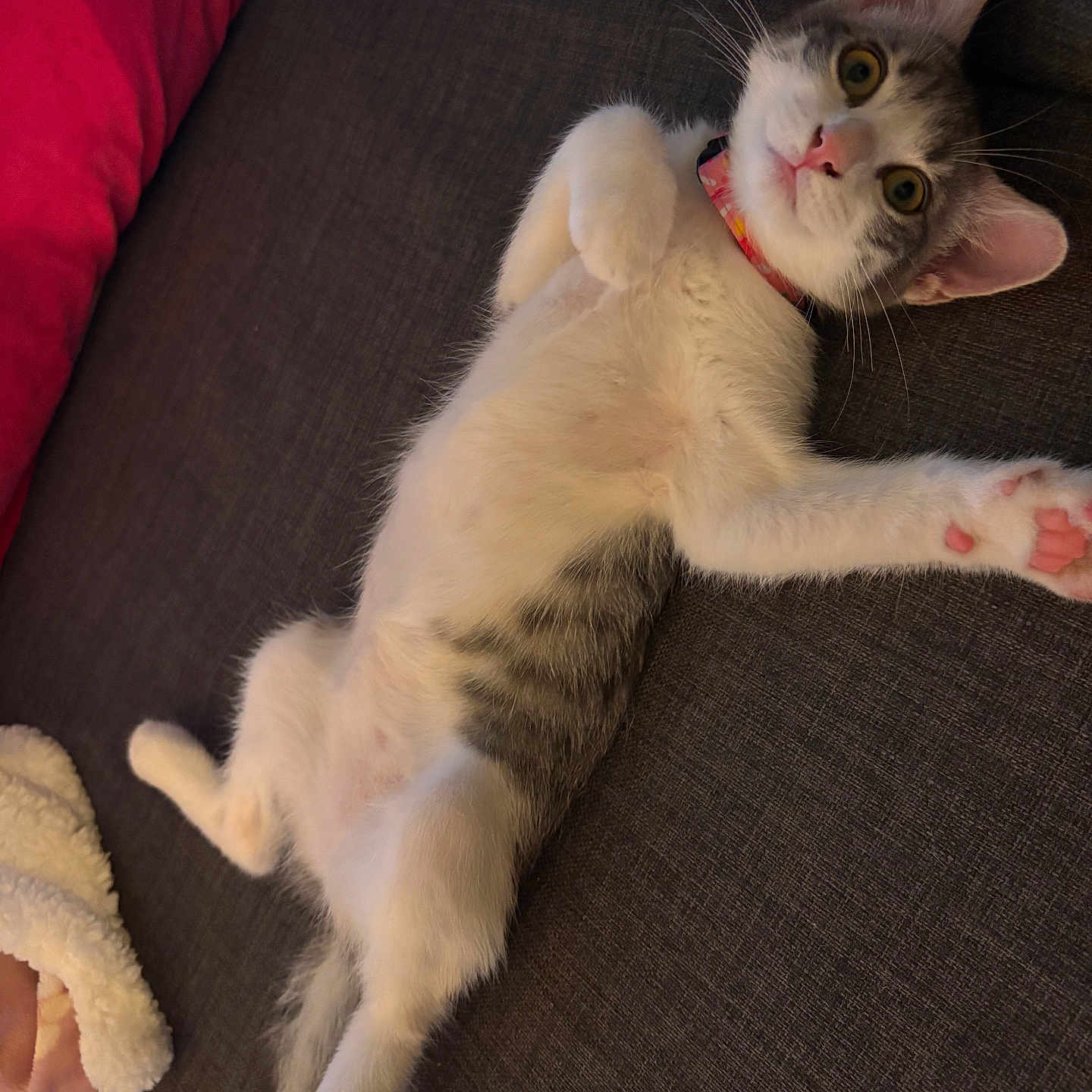 Baya participe au concours pour gagner de l'argent avec cette photo : kitten, cat, pet, indoor, couch, fur, collar, pink_paw_pads, whiskers, relaxed, lying_down, curious, feline, domestic_animal, soft_texture, blanket, cozy, closeup, young, playful