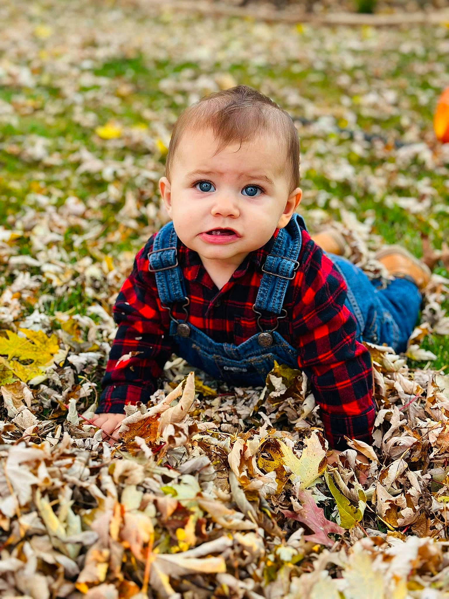 Axel is registered to the contest to win money with this photo: baby, baby_toddler_clothing, child, deciduous, eye, grass, grass_family, happy, leaf, orange, pattern, people_in_nature, person, plant, pumpkin, soil, sunlight, toddler, tree, wood