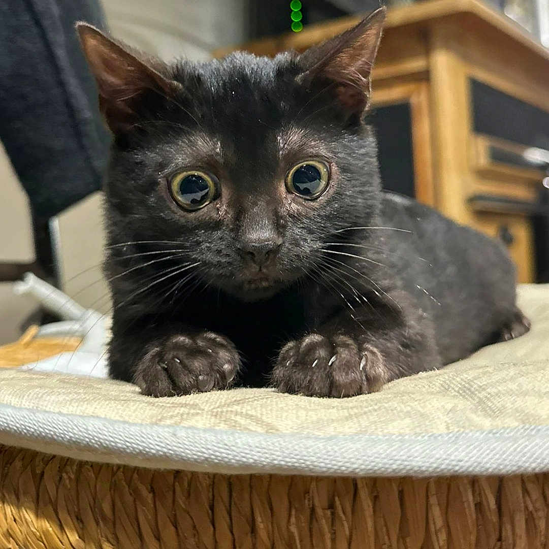 Zorro participe au concours pour gagner de l'argent avec cette photo : abyssinian, animal, blackcat, canine, cat, dog, furniture, kitten, manx, pet