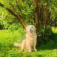 Uper a rejoint le concours — aidez-le/la à gagner de superbes lots ! dog, golden_retriever, grass, tree, bush, sunlight, outdoor, pet, animal, nature, happy, sitting, greenery, leafy, summer, canine, friendly, garden, daylight, fur