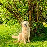 dog, golden_retriever, grass, tree, bush, sunlight, outdoor, pet, animal, nature, happy, sitting, greenery, leafy, summer, canine, friendly, garden, daylight, fur