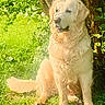 Uper participe au concours pour gagner de l'argent avec cette photo : animal, canine, companion, daylight, dog, friendly, fur, garden, golden_retriever, grass, greenery, leaf, mammal, nature, outdoor, pet, portrait, sitting, sunlight, tree