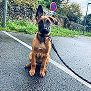 Skar a rejoint le concours — aidez-le/la à gagner de superbes lots ! puppy, dog, leash, wet_pavement, street, sidewalk, stone_wall, grass, greenery, sky, clouds, sign, pole, outdoor, animal, pet, sitting, ears, young_dog, curious