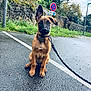 puppy, dog, leash, wet_pavement, street, sidewalk, stone_wall, grass, greenery, sky, clouds, sign, pole, outdoor, animal, pet, sitting, ears, young_dog, curious