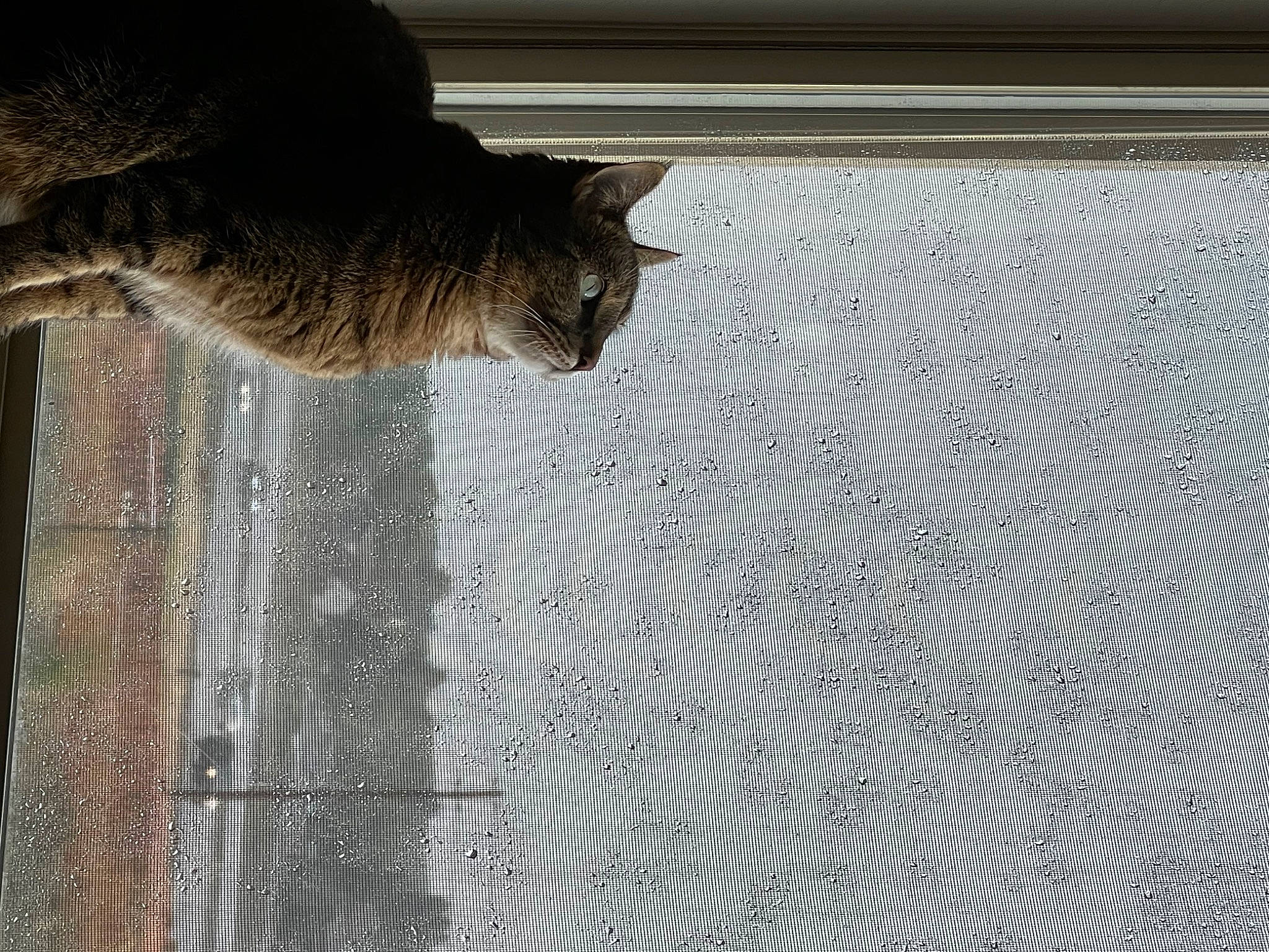 Cassie joined the competition — help win amazing prizes! carnivore, cat, domestic_short_haired_cat, door, felidae, flooring, fur, grey, line, pattern, plant, small_to_medium_sized_cats, snout, tail, terrestrial_animal, tree, trunk, water, whiskers, wood