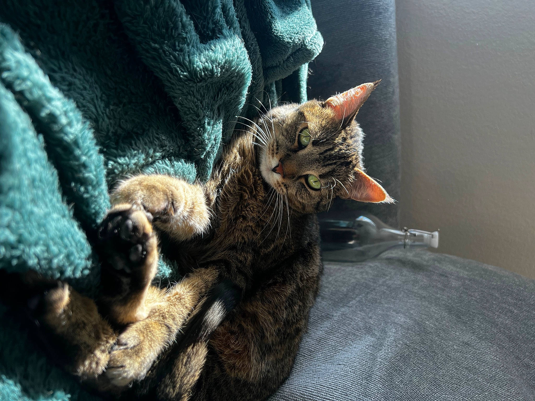 Cassie is registered to the contest to win money with this photo: carnivore, cat, claw, comfort, domestic_short_haired_cat, felidae, fur, paw, small_to_medium_sized_cats, snout, tail, terrestrial_animal, whiskers, wildlife