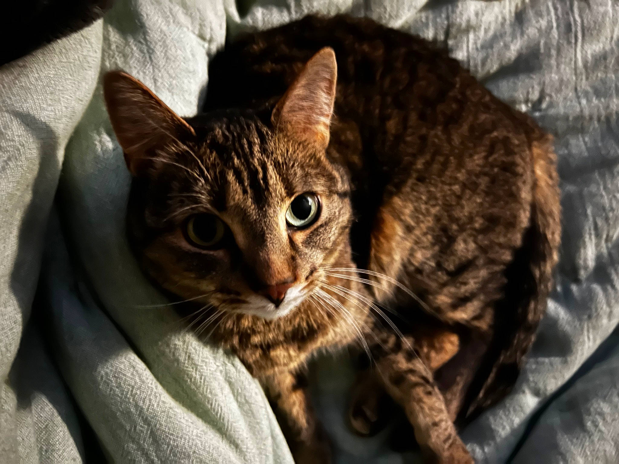 Cassie is registered to the contest to win money with this photo: carnivore, cat, cat_supply, claw, comfort, domestic_short_haired_cat, door, felidae, fur, small_to_medium_sized_cats, snout, terrestrial_animal, tree, whiskers, wildlife, window