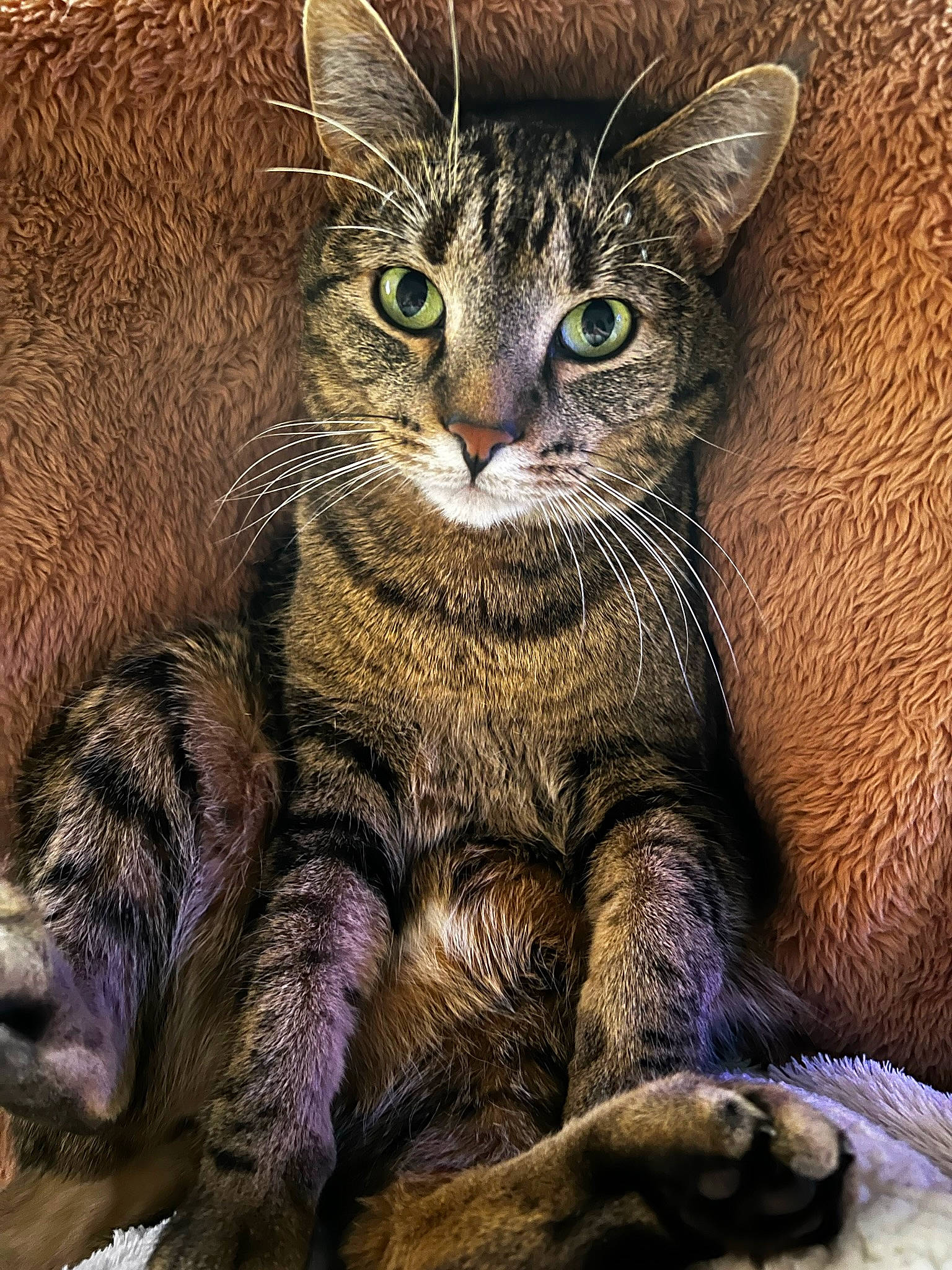 Cassie joined the competition — help win amazing prizes! carnivore, cat, claw, domestic_short_haired_cat, eye, felidae, fur, paw, sitting, small_to_medium_sized_cats, snout, terrestrial_animal, whiskers, wildlife