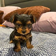 Mario is registered to the contest to win money with this photo: adorable, animal, bed, bedspread, black_and_tan, companion, cozy, cute, dog, domestic_animal, fur, indoor, looking_at_camera, pet, pillow, puppy, sitting, small_dog, tiny, young