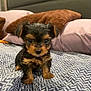 adorable, animal, bed, bedspread, black_and_tan, companion, cozy, cute, dog, domestic_animal, fur, indoor, looking_at_camera, pet, pillow, puppy, sitting, small_dog, tiny, young