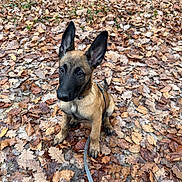 Price a rejoint le concours — aidez-le/la à gagner de superbes lots ! alert, animal, autumn_leaves, background_leaves, black, brown, canine, cute, daylight, dog, ears_up, fall, forest_floor, leash, nature, outdoor, pet, puppy, sitting, young_dog