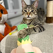 Amnesia a rejoint le concours — aidez-le/la à gagner de superbes lots ! cat, tabby, pet, animal, plush_toy, couch, indoor, cozy, feline, relaxed, stuffed_animal, toy, close_up, whiskers, paw, ears, soft, home, cute, focused