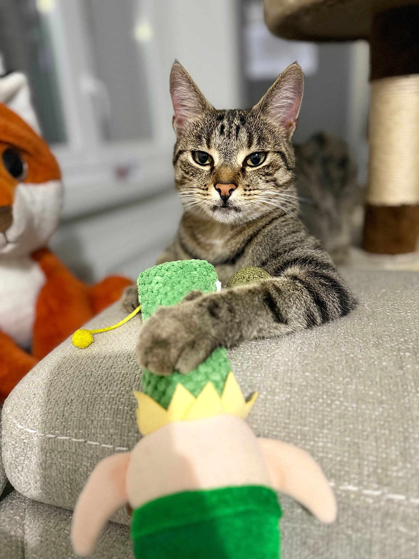 Amnesia a rejoint le concours — aidez-le/la à gagner de superbes lots ! cat, tabby, pet, animal, plush_toy, couch, indoor, cozy, feline, relaxed, stuffed_animal, toy, close_up, whiskers, paw, ears, soft, home, cute, focused