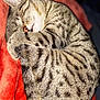 animal, blanket, cat, close_up, cozy, curled_up, cute, fur, indoor, nap, peaceful, pet, red, relaxation, resting, sleeping, soft, tabby, tail, whiskers