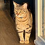 cat, tabby, indoor, sunlight, wooden_floor, pet, animal, feline, whiskers, collar, standing, home, window, shadow, fur, ears, curious, domestic_cat, daylight, closeup