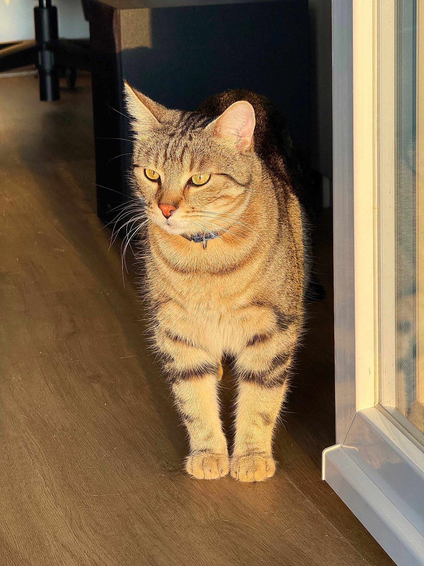 Smoky participe au concours pour gagner de l'argent avec cette photo : cat, tabby, indoor, sunlight, wooden_floor, pet, animal, feline, whiskers, collar, standing, home, window, shadow, fur, ears, curious, domestic_cat, daylight, closeup