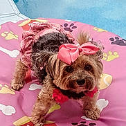Allie is registered to the contest to win money with this photo: accessory, adorable, animal, bones, colorful, cute, dog, dress, fur, outdoor, pattern, paw_prints, pet, pet_bed, pink_bow, pool, portrait, ruffles, small_dog, standing