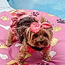 accessory, adorable, animal, bones, colorful, cute, dog, dress, fur, outdoor, pattern, paw_prints, pet, pet_bed, pink_bow, pool, portrait, ruffles, small_dog, standing
