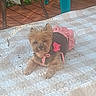 animal, brown_dog, daytime, decorative_frog, dog, furniture, garden, home_decor, outdoor, pet_clothing, pink_outfit, plastic_chair, quilt, relaxing, resting, small_dog, summer, sunlight, wicker_shelf, wooden_deck
