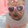 animal, bow, colorful_blanket, cute, dog, dog_face, dog_paws, fashion, furry, gray_sweater, hair_tie, heart_shaped_sunglasses, indoors, pet, pet_clothing, pink, portrait, small_dog, star_pattern, sunglasses