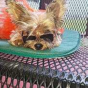 Allison Kay Garner joined the competition — help win amazing prizes! dog, sunglasses, pet, cute, ears, fur, resting, cushion, table, metal, outdoor, relaxed, accessory, orange_bag, small_dog, portrait, animal, closeup, summer, shade
