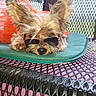 accessory, animal, closeup, cushion, cute, dog, ears, fur, metal, orange_bag, outdoor, pet, portrait, relaxed, resting, shade, small_dog, summer, sunglasses, table