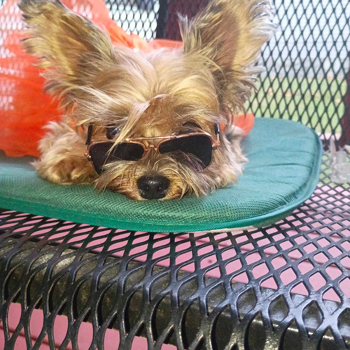 Allison Kay Garner joined the competition — help win amazing prizes! dog, sunglasses, pet, cute, ears, fur, resting, cushion, table, metal, outdoor, relaxed, accessory, orange_bag, small_dog, portrait, animal, closeup, summer, shade