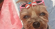 Allison Kay Garner joined the competition — help win amazing prizes! accessory, animal, bow, casual, clothing, colorful_background, cute, dog, ears, face, funny, fur, grey_shirt, looking_at_camera, outdoor, pet, portrait, sitting, small_dog, sunglasses