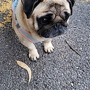 Violette a rejoint le concours — aidez-le/la à gagner de superbes lots ! animal, asphalt, canine, closeup, cute, daylight, dog, ears, face, fur, harness, leaves, nature, outdoor, paw, pet, pug, small_dog, texture, walking