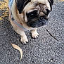 animal, asphalt, canine, closeup, cute, daylight, dog, ears, face, fur, harness, leaves, nature, outdoor, paw, pet, pug, small_dog, texture, walking