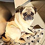 animal, blanket, companion, cute, dog, ears, face, floor, fur, indoor, paw_print, pet, pug, relaxing, shadow, sitting, sunlight, tail, tile_floor, wooden_cabinet