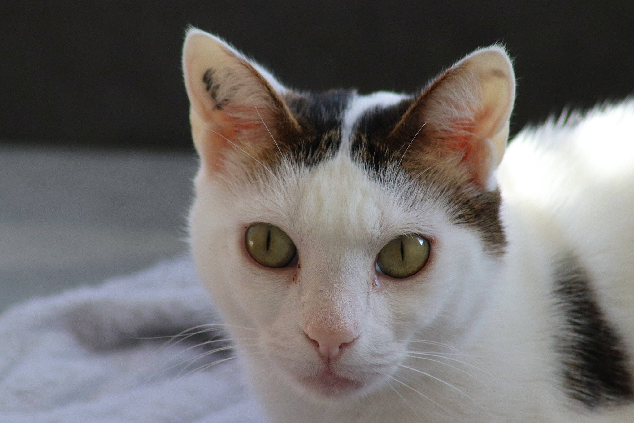 Miaouss participe au concours pour gagner de l'argent avec cette photo : carnivore, cat, close_up, domestic_short_haired_cat, felidae, fur, small_to_medium_sized_cats, snout, terrestrial_animal, whiskers, window