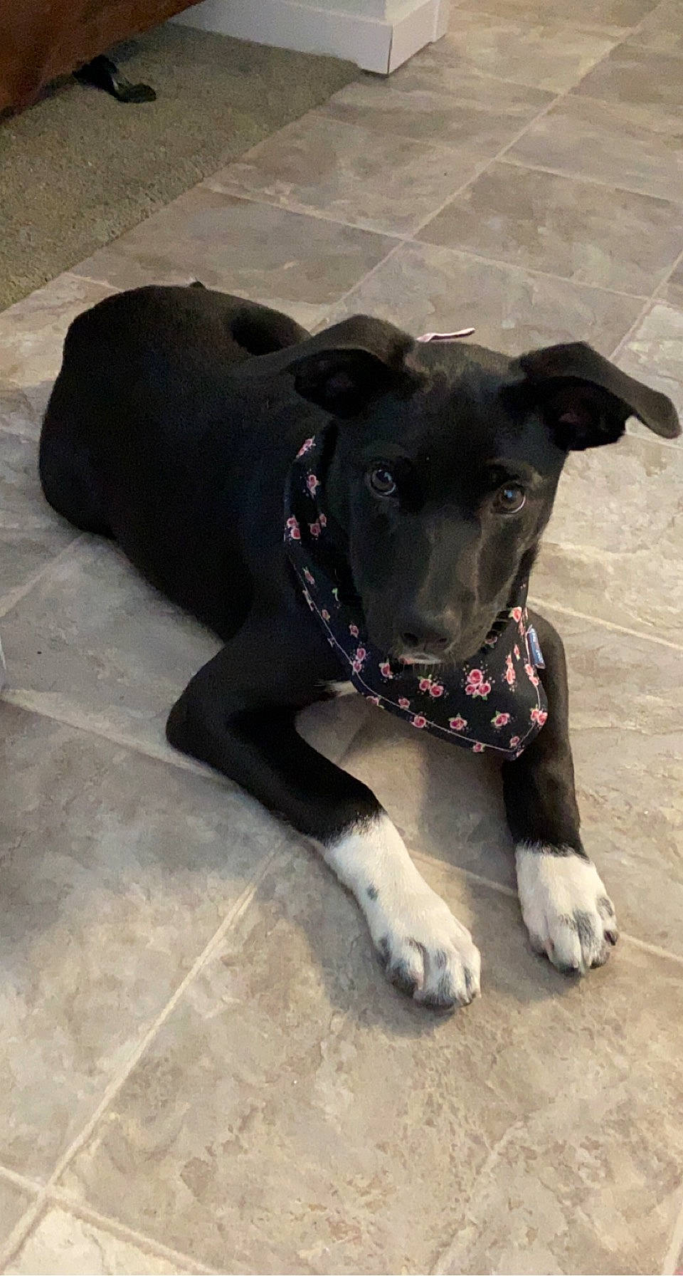 Gabriella joined the competition — help win amazing prizes! carnivore, collar, companion_dog, dog, dog_breed, dog_clothes, dog_collar, dog_supply, fashion_accessory, fawn, grey, leash, paw, personal_protective_equipment, pet_supply, snout, sporting_group, tail, whiskers, working_animal