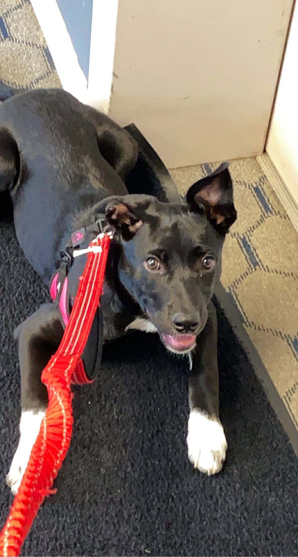 Gabriella joined the competition — help win amazing prizes! borador, canidae, carnivore, collar, companion_dog, dog, dog_breed, dog_collar, dog_supply, fashion_accessory, fawn, grey, leash, pet_supply, rampur_greyhound, snout, sporting_group, whiskers, working_animal, working_dog