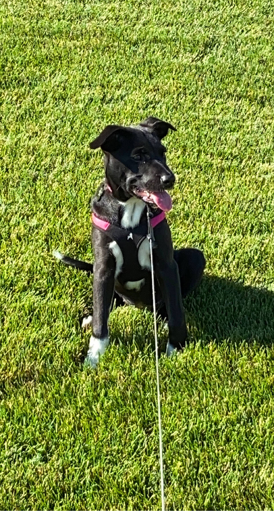 Gabriella is registered to the contest to win money with this photo: borador, canidae, carnivore, companion_dog, dog, dog_breed, grass, grassland, groundcover, lawn, leash, non_sporting_group, pasture, personal_protective_equipment, plant, shadow, sporting_group, tail, working_animal, working_dog