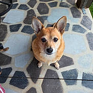 Parker is registered to the contest to win money with this photo: dog, pet, small_dog, ears, brown_fur, outdoor, stone_floor, patterned_floor, looking_up, animal, cute, sitting, waiting, companion, canine, domestic_animal, friendly, alert, adorable, portrait