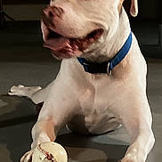 Roscoe is registered to the contest to win money with this photo: dog, white_dog, pet, indoor, floor, baseball, toy, collar, animal, playful, chewed, lying_down, canine, front_paws, shadow, mouth_open, ears, nose, closeup, domestic_animal
