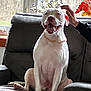 Roscoe is registered to the contest to win money with this photo: dog, white_dog, sitting, smiling, gold_chain, recliner, chair, hand, petting, window, flowers, indoor, happy, tongue_out, fur, canine, comfort, home, natural_light, relaxing