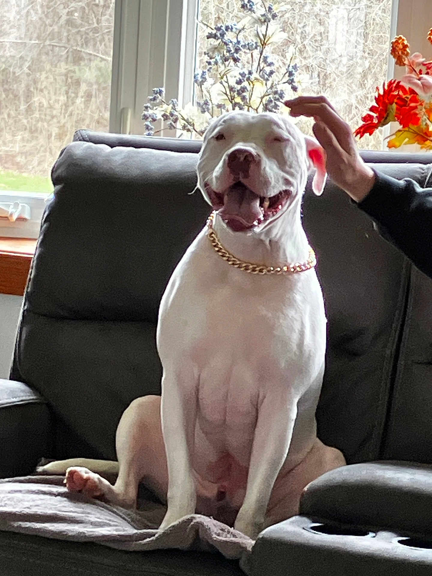 Roscoe is registered to the contest to win money with this photo: dog, white_dog, sitting, smiling, gold_chain, recliner, chair, hand, petting, window, flowers, indoor, happy, tongue_out, fur, canine, comfort, home, natural_light, relaxing