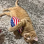 cat, orange_tabby, carpet, toy, football, american_flag, indoor, pet, playful, feline, animal, cute, relaxed, lying_down, paw, fur, whiskers, domestic_cat, cozy, curious