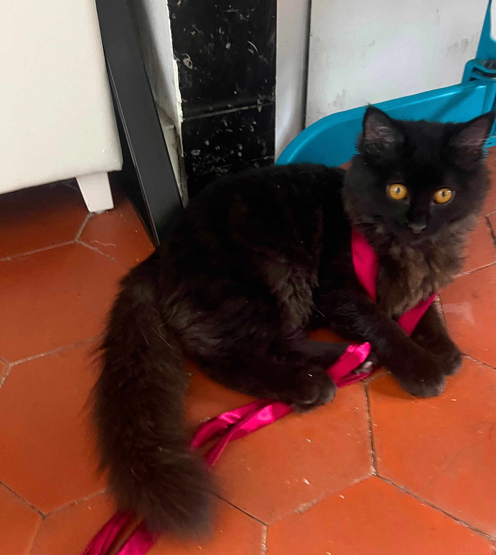 Atlas a rejoint le concours — aidez-le/la à gagner de superbes lots ! black_cat, cat, pet, animal, indoor, floor, terracotta_tiles, ribbon, playful, curious, yellow_eyes, fluffy, feline, domestic_cat, close_up, paw, tail, sitting, home, quiet