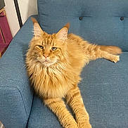 Priyanka a rejoint le concours — aidez-le/la à gagner de superbes lots ! cat, orange_tabby, fluffy, long_hair, pet, feline, indoor, couch, furniture, relaxed, laying, paws, ears, whiskers, animal, domestic_cat, mammal, home, resting, blue_couch