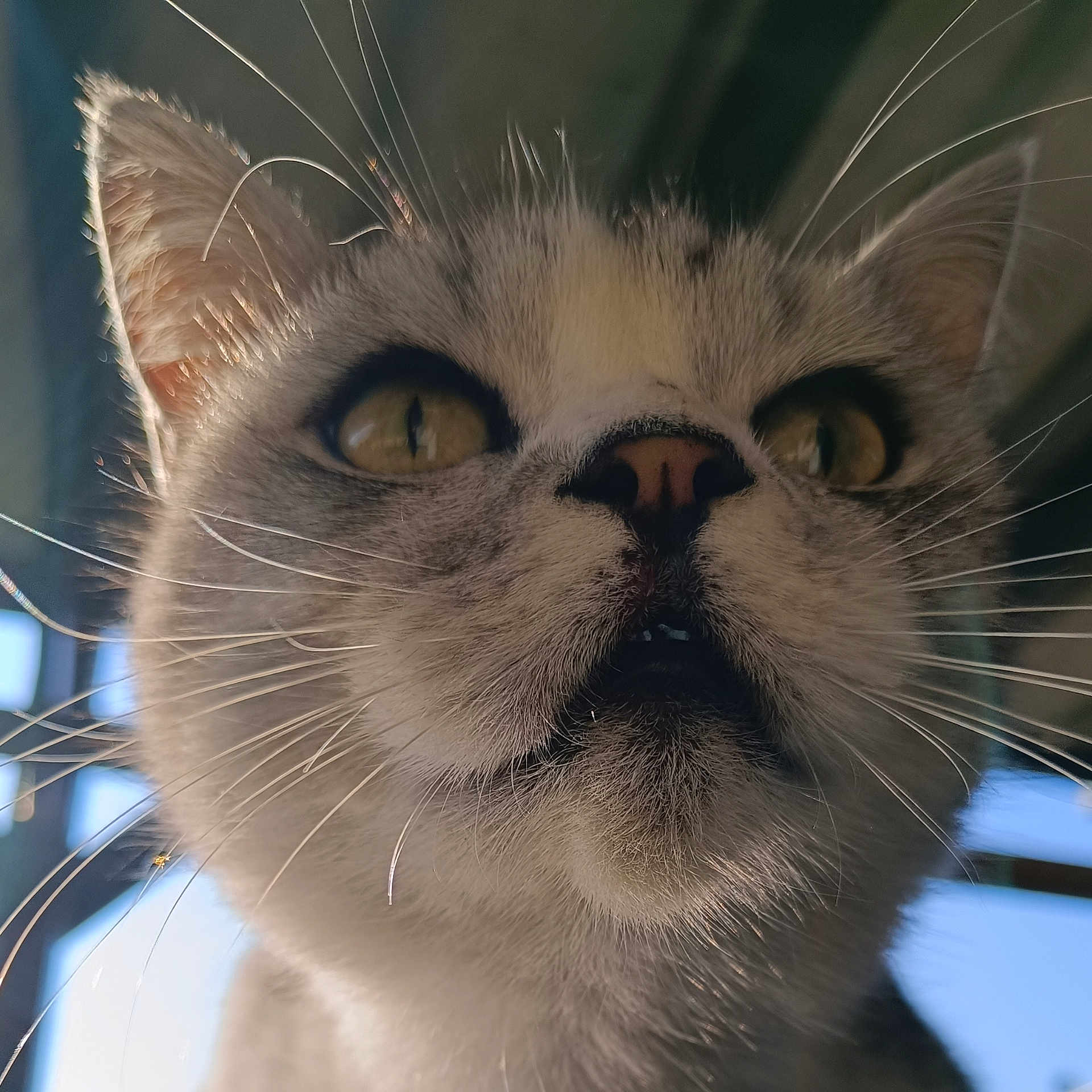 Philibert participe au concours pour gagner de l'argent avec cette photo : abyssinian, angora, animal, bodypart, cat, kitten, manx, mouth, person, pet, siamese, snout
