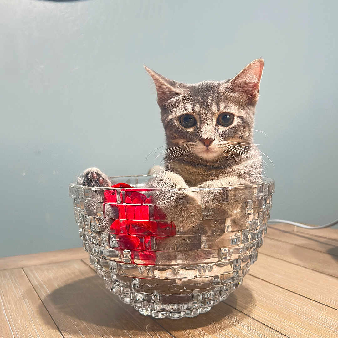 Purrrscilla joined the competition — help win amazing prizes! animal, cat, clock, curious, cute, domestic_cat, ears, feline, fur, glass_bowl, indoor, kitten, looking, pet, red_cloth, roman_numerals, sitting, wall, whiskers, wooden_table