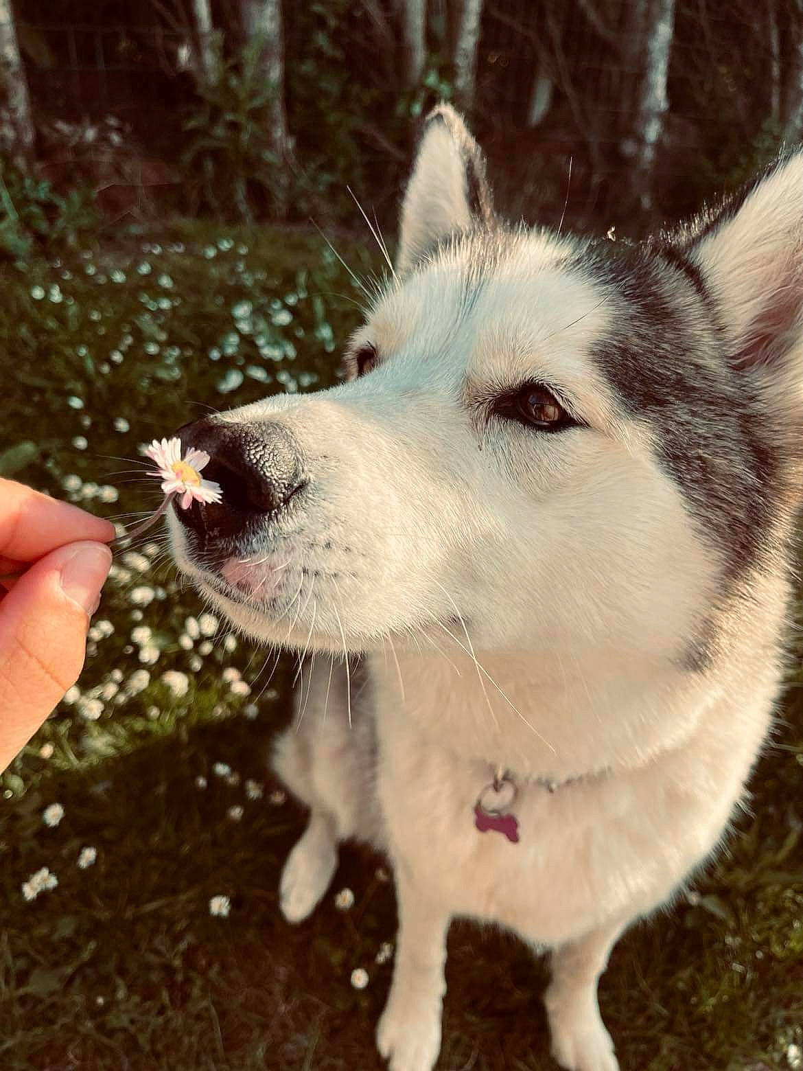 Nala participe au concours pour gagner de l'argent avec cette photo : ancient_dog_breeds, canidae, carnivore, companion_dog, dog, dog_breed, dog_collar, fur, grass, non_sporting_group, pet_supply, sled_dog, snout, sporting_group, tree, whiskers, working_animal, working_dog